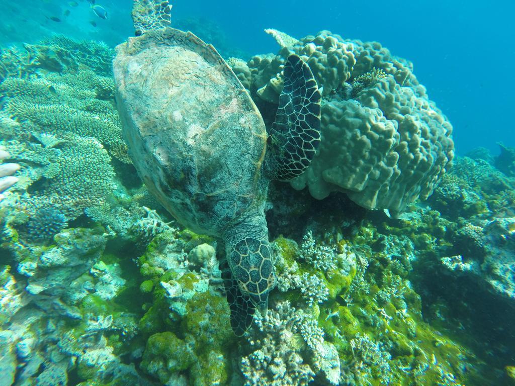 Arora Inn Maafushi Bagian luar foto