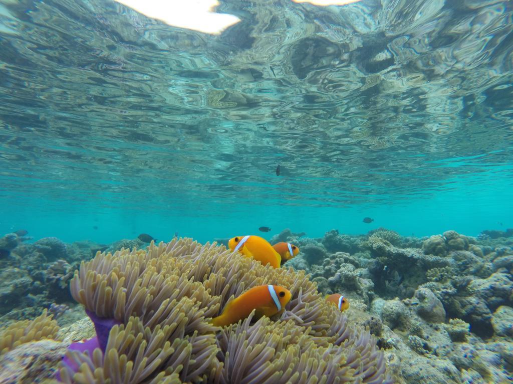 Arora Inn Maafushi Bagian luar foto