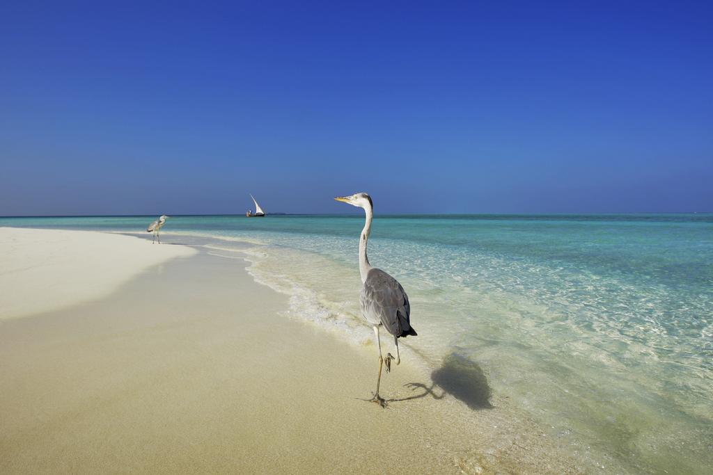 Arora Inn Maafushi Bagian luar foto