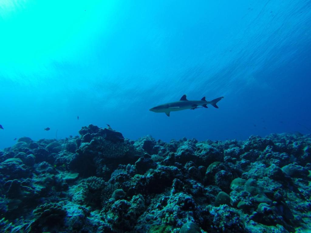 Arora Inn Maafushi Bagian luar foto