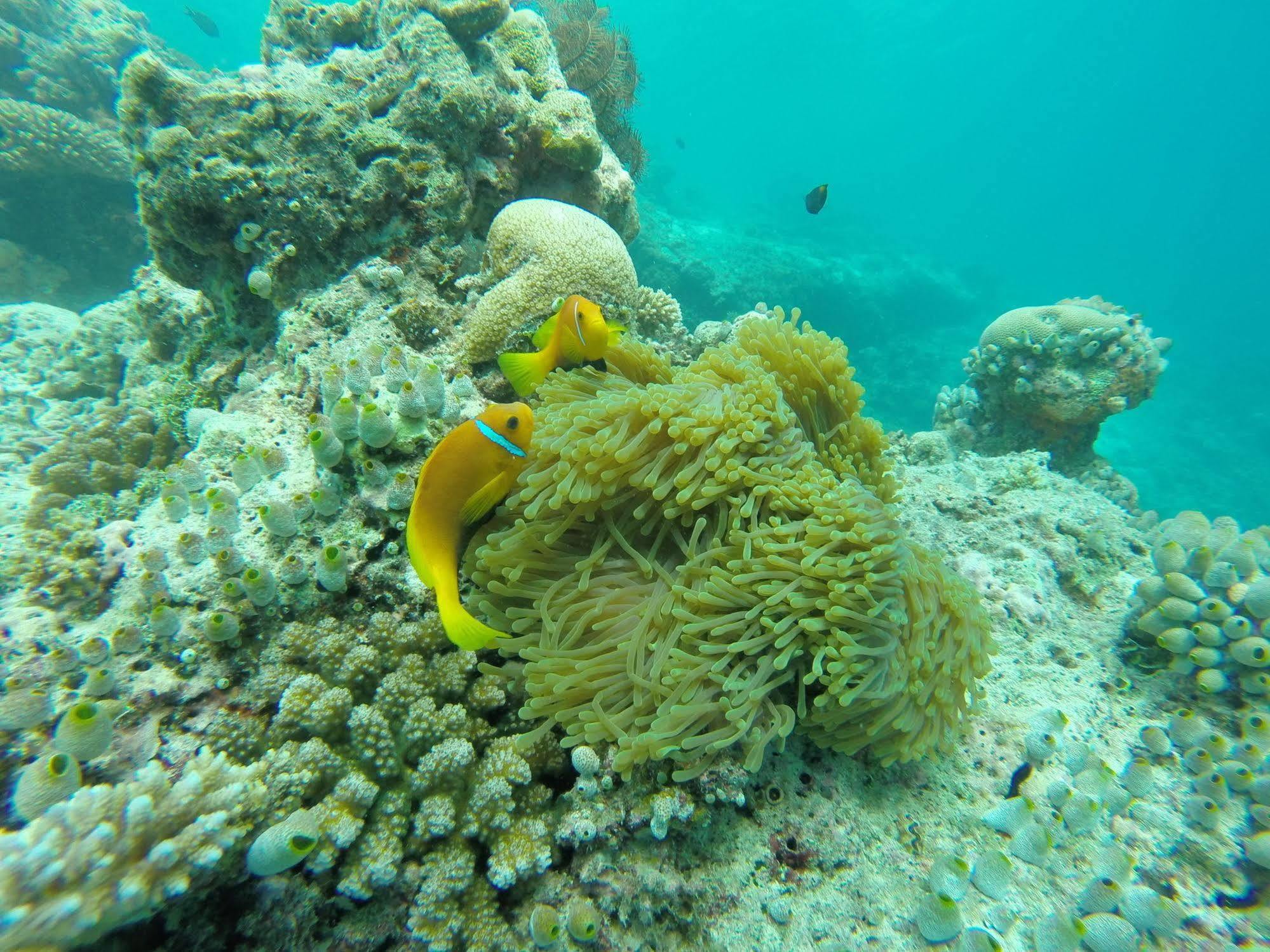 Arora Inn Maafushi Bagian luar foto