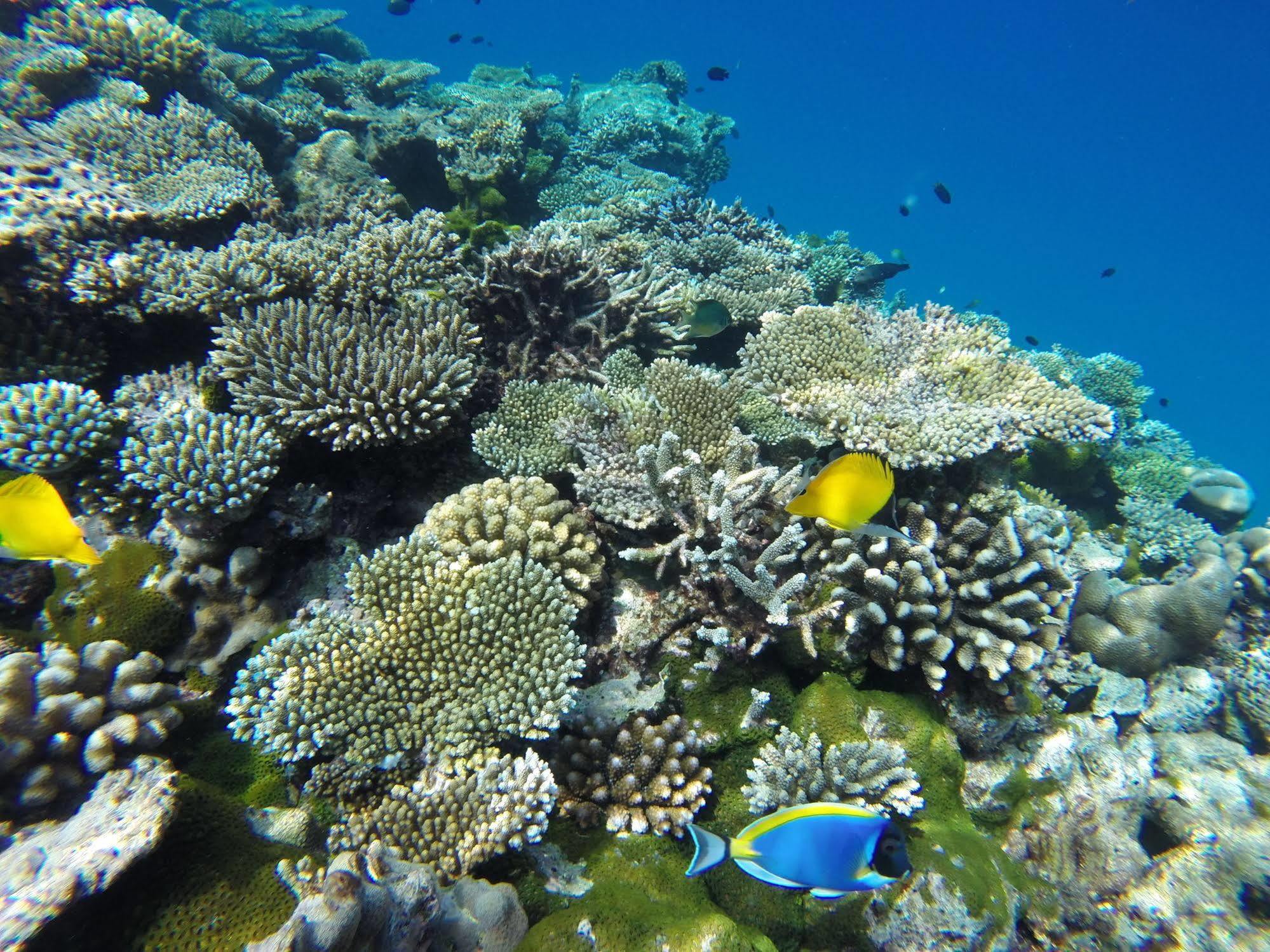 Arora Inn Maafushi Bagian luar foto