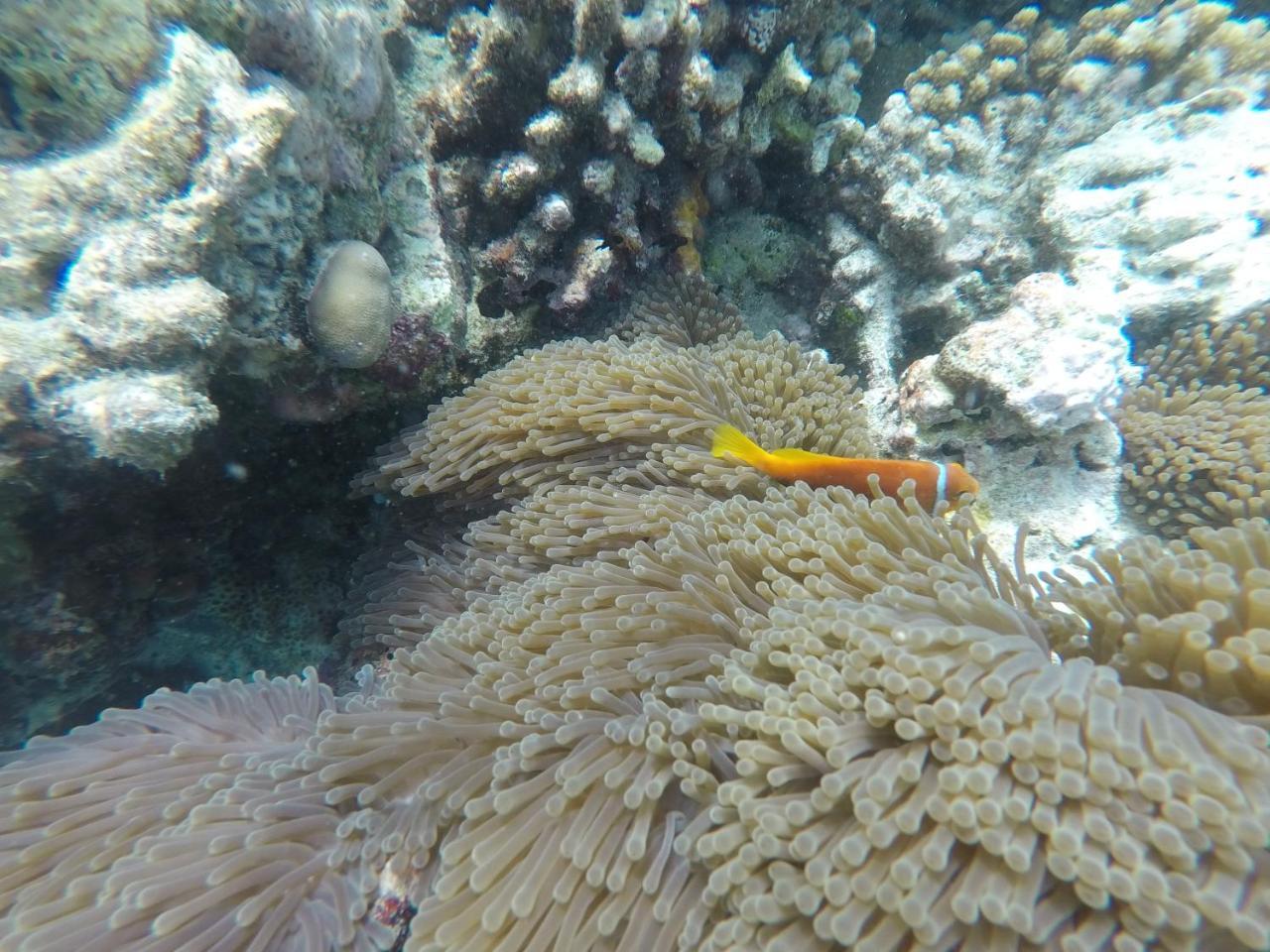Arora Inn Maafushi Bagian luar foto