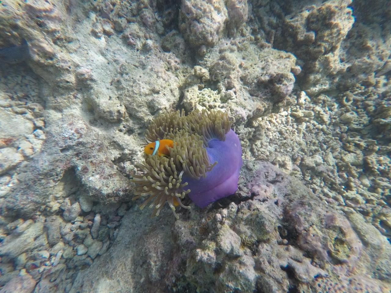 Arora Inn Maafushi Bagian luar foto